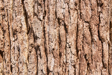 Tree bark texture with rough brown surface featuring natural patterns and vertical grooves.