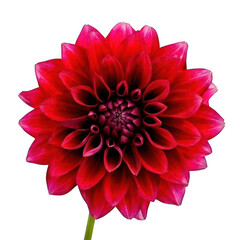 dark red dahlia flower isolated on white or transparent.