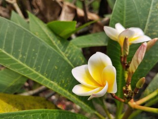 Fototapeta premium Beautiful yellow frangipani flowers (plumeria alba) in outdoor garden, close up view 