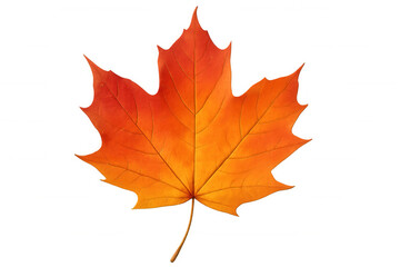 Obraz premium Maple leaf showcasing rich autumn palette, transitioning from green to deep red, backlit against transparent backdrop