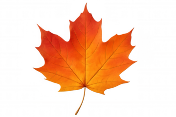 Maple leaf showcasing rich autumn palette, transitioning from green to deep red, backlit against transparent backdrop