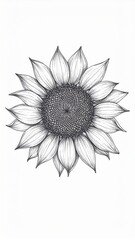 Fototapeta premium Detailed Black and White Sunflower Illustration with Precise Botanical Drawing