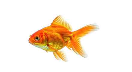 Obraz premium Orange goldfish in aquarium isolated PNG with Transparent Background
