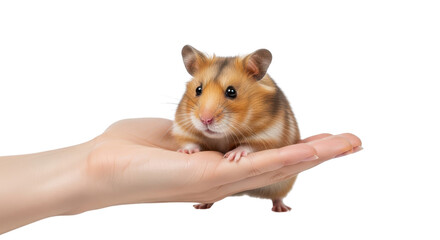 Golden hamster sitting on human hand isolated PNG with Transparent Background