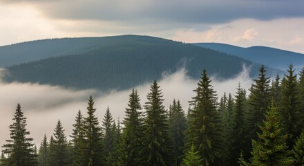 Naklejka premium Mystical mountainside with evergreen trees shrouded in misty fog layers