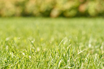 Close-up of vibrant green grass on a sunny day with blurred natural background.