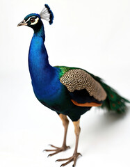 Obraz premium Majestic peacock stands elegantly against clean white background. Vibrant blue neck, chest contrast with iridescent green feathers, intricate brown, black wing patterns. Bird displays characteristic