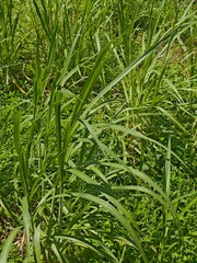 A vibrant, verdant expanse of natural green grass thrives under bright sunlight, symbolizing growth, freshness, and the beauty of the outdoor environment.