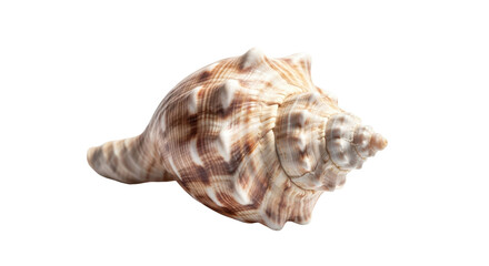 Isolated Spiky Brown Marine Seashell or Conch Shell on White Background