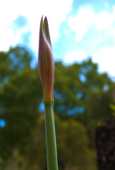 stem and bud of a lily about to come into bloom