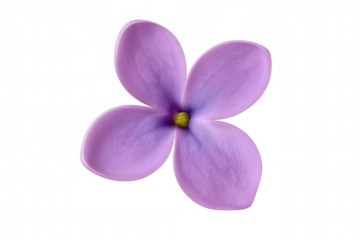 Delicate lilac bloom opening against transparent backdrop, highlighting botanical spring freshness