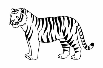 Fototapeta premium Tiger vector illustration