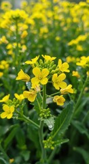 Obraz premium Blooming beauty of rapeseed flowers captured in detail with dew drops