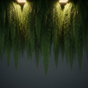 Lush Hanging Ferns with Lights, Dark Background, Nature Texture, Botanical Wallpaper, Plant Decor, Green Foliage, Rainy Day, Tropical Plants, Indoor Garden, Abstract Nature, Modern Design, 3D Ren