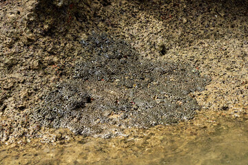 Natural barnacle colony on rocky shoreline with ocean textures and marine life habitat.