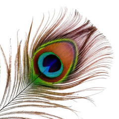 Obraz premium peacock feather isolated on white or transparent 1