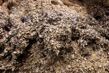 Barnacle-encrusted rock surface showcasing marine environment and coastal ecology.