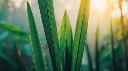 shallow. Fresh spring grass blades highlighted by sunlight with a soft, blurred effect. travel magazines, destination branding, designed for outdoor magazines and nature guides.