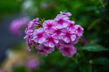 Close-up of vibrant pink phlox flowers in full bloom, with water droplets on petals