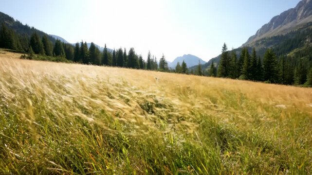 Alpine meadow with golden grasses and wind waves