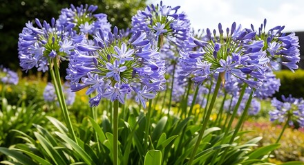 Obraz premium Close up of vibrant purple agapanthus flowers in a garden setting.