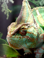 A colorful chameleon resting on a branch in its natural habitat