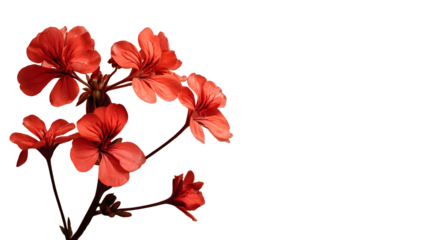 Delicate red geranium flowers arranged on a textured neutral background with copy space