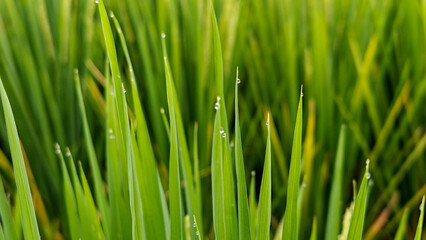 Close-up of green rice plants in paddy field