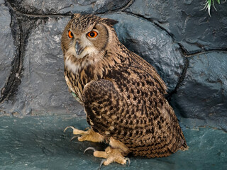 A majestic owl gracefully sitting on a surface in natures beauty