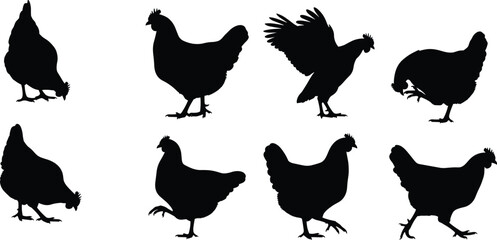 Set of chicken silhouettes in various poses, walking, flying, pecking, standing, black vector illustration for farm, poultry, rural animal designs © Iqbal creative 