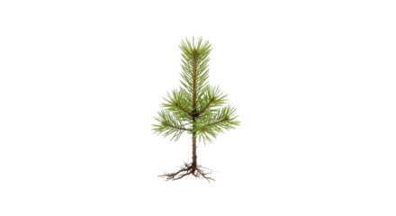 Small pine tree seedling sapling with roots isolated PNG with Transparent Background