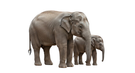Obraz premium Mother elephant with baby calf isolated PNG with Transparent Background