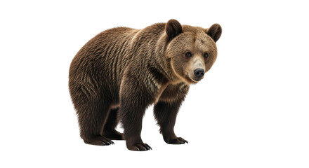 Obraz premium Brown bear close up portrait looking at the camera isolated PNG with Transparent Background