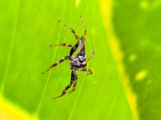 Macro Photography Closeup of Spider with Detailed Body and Eyes