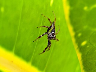 Macro Photography Closeup of Spider with Detailed Body and Eyes
