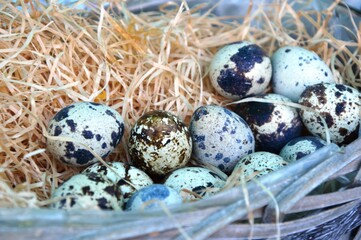 Obraz premium quail eggs in a nest