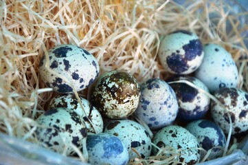 Obraz premium quail eggs in a nest