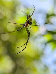 Macro Photography Closeup of Spider with Detailed Body and Eyes