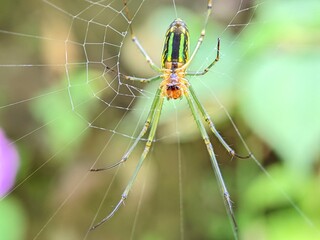 Macro Photography Closeup of Spider with Detailed Body and Eyes