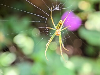 Macro Photography Closeup of Spider with Detailed Body and Eyes