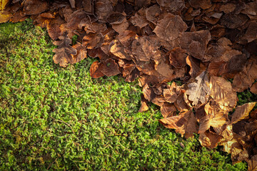Autumn leaves and green moss