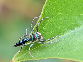 Macro Photography Closeup of Spider with Detailed Body and Eyes
