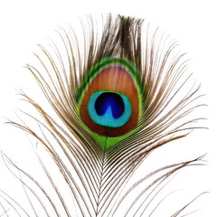 Obraz premium peacock feather isolated on white or transparent