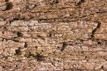 Close-up texture of rough brown tree bark highlighting natural patterns and aging process.