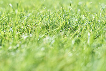 Close-up view of fresh green grass blades in sunlight with dew drops on a sunny day in spring.