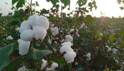 White Cotton Bolls on Green Plant Under Bright Sunlight in Field