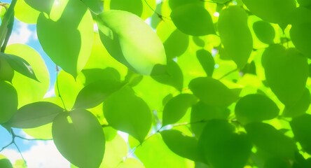 Sunlit Green Leaves - A Fresh and Vibrant Natural Scene.