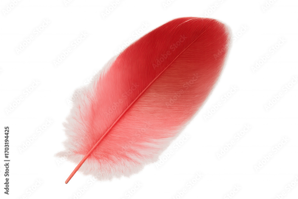 Poster light red feather isolated on transparent backdrop, highlighting delicate texture and soft color gra