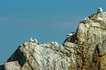 Group of northern gannets (Morus bassanus) perched on a rugged rocky cliff, basking in the sun under a clear blue sky during summer nesting season.