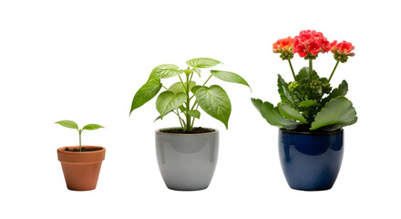 Obraz premium Growth Stages: Witness the progression of plant life, from a delicate sprout to a flourishing bloom in vibrant hues. A study in growth and perseverance.